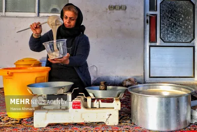 برداشت نیشکر در مازندران
