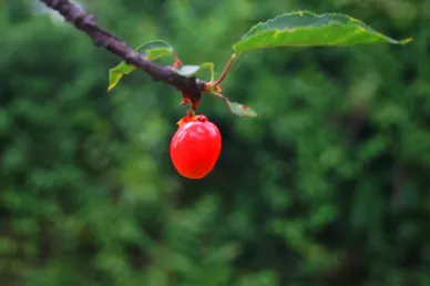 برداشت گیلاس در کشمیر