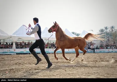 دومین فستیوال کشوری اسب اصیل ایرانی در بوشهر