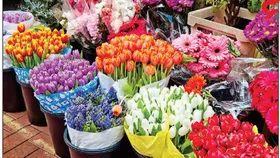 رونق بازار گل مشهد زیرسایه کرونا در آستانه بهار ۱۴۰۰