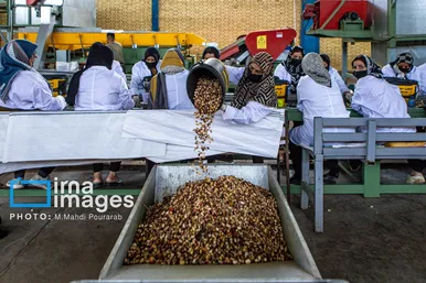 گزارش تصویری | تولید پسته از زمین تا بازار