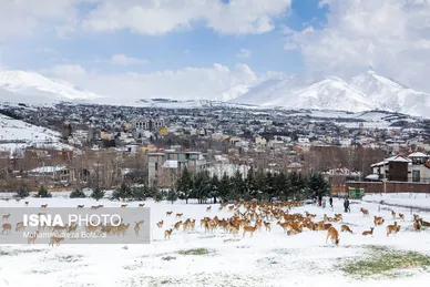 ایران زیباست | سفر قوچ‌ها و میش‌ها در میان رشته کوههای البرز