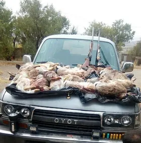 بازداشت ۴ شکارچی خرگوش در زنجان