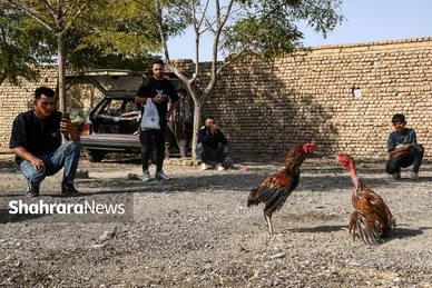 عکس‌هایی از جمعه‌بازار پرنده‌فروشان در شمال شرق مشهد