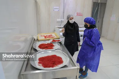 برداشت زعفران از مزارع تربت حیدریه