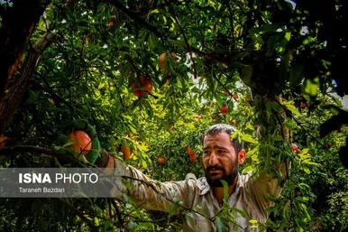 ایران زیباست | برداشت انار در لرستان
