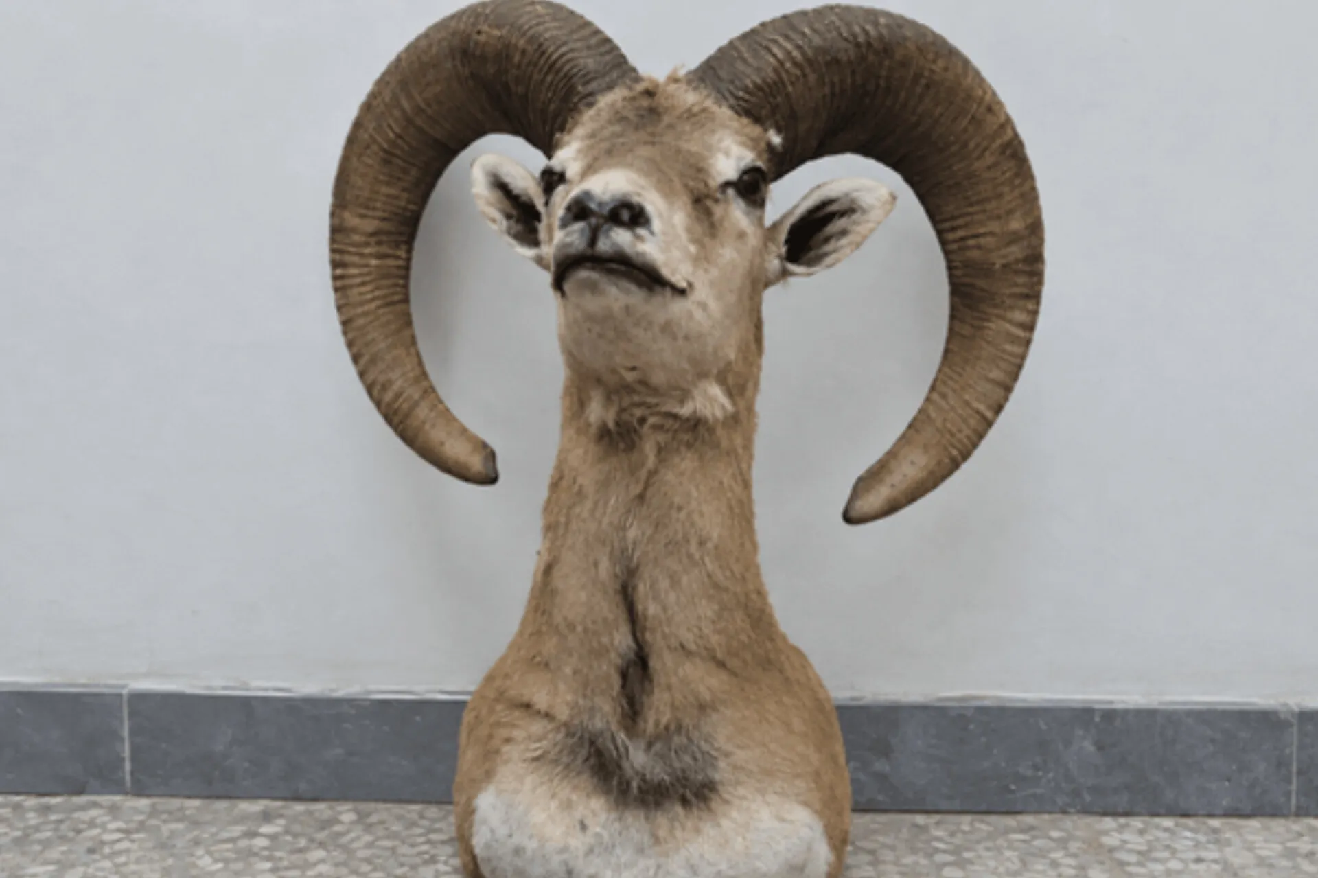 بز کوهی