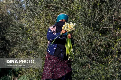 ایران زیباست | مزرعه گل نرگس - گلستان