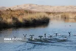 نفس‌های تالاب بین‌المللی «گاوخونی» به شماره افتاد + عکس