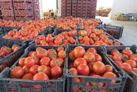 قیمت گوجه فرنگی تا ۲ هفته آینده در مشهد کاهش خواهد یافت (۱۲ آذر ۱۴۰۲)