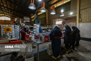گزارش تصویری | شهرستان تاکستان قطب انگور ایران
