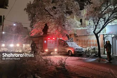 گزارش تصویری | شکستگی درختان در مشهد بر اثر بارش برف