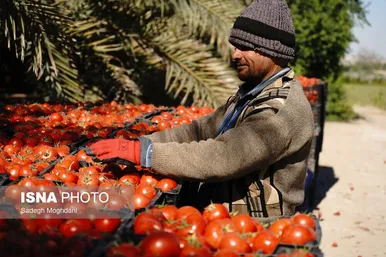 گزارش تصویری | برداشت گوجه فرنگی خارج از فصل - بردخون