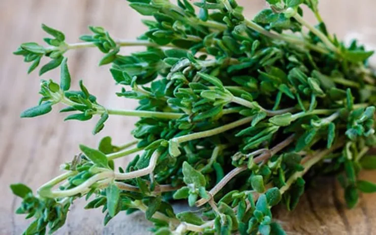 استفاده از آویشن برای درمان آفت و بوی بد دهان