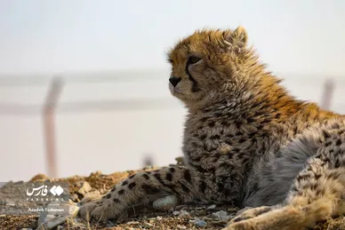 ۹ ماهگی «پیروز»