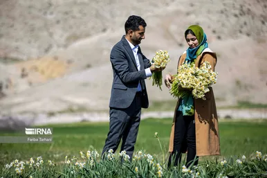 نذر گل نرگس به مقصد حرم