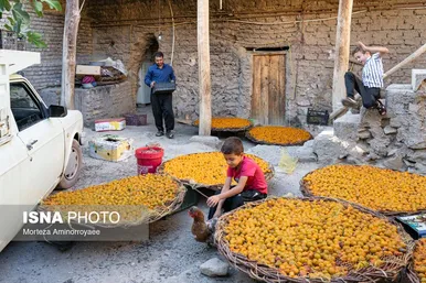 ایران زیباست | «خرو» بزرگ‌ترین تولیدکننده آلو در کشور