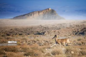 ایران زیباست | پناهگاه حیات وحش نایبندان