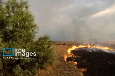 گزارش تصویری | آتش سوزی در «تالاب میانکاله»