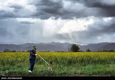 ایران زیباست | کشت کلزا در شهرستان سلسله - لرستان