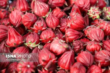 ایران زیباست | برداشت چای ترش در شهرستان کارون
