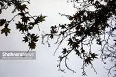 پیش‌بینی هواشناسی مشهد و خراسان رضوی امروز (پنجشنبه، ۲۰ شهریور ۱۴۰۴) | مشهدی‌ها منتظر هوای خنک باشند
