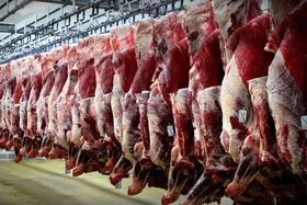 قیمت گوشت در بازار کاذب است