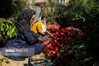 ایران زیباست | انارستان تنگ سیاب (کوهدشت)