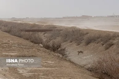 گاوخونی همچنان تشنه است!