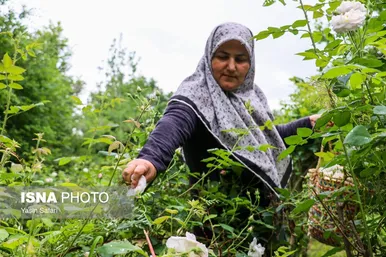 ایران زیباست | گلاب گیری در روستای گیلده گیلان
