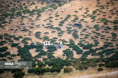 ایران زیباست | بزرگترین انجیرستان دیم جهان - استهبان