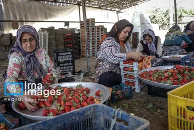 گزارش تصویری | بهارِ سرخ شفیع‌آباد