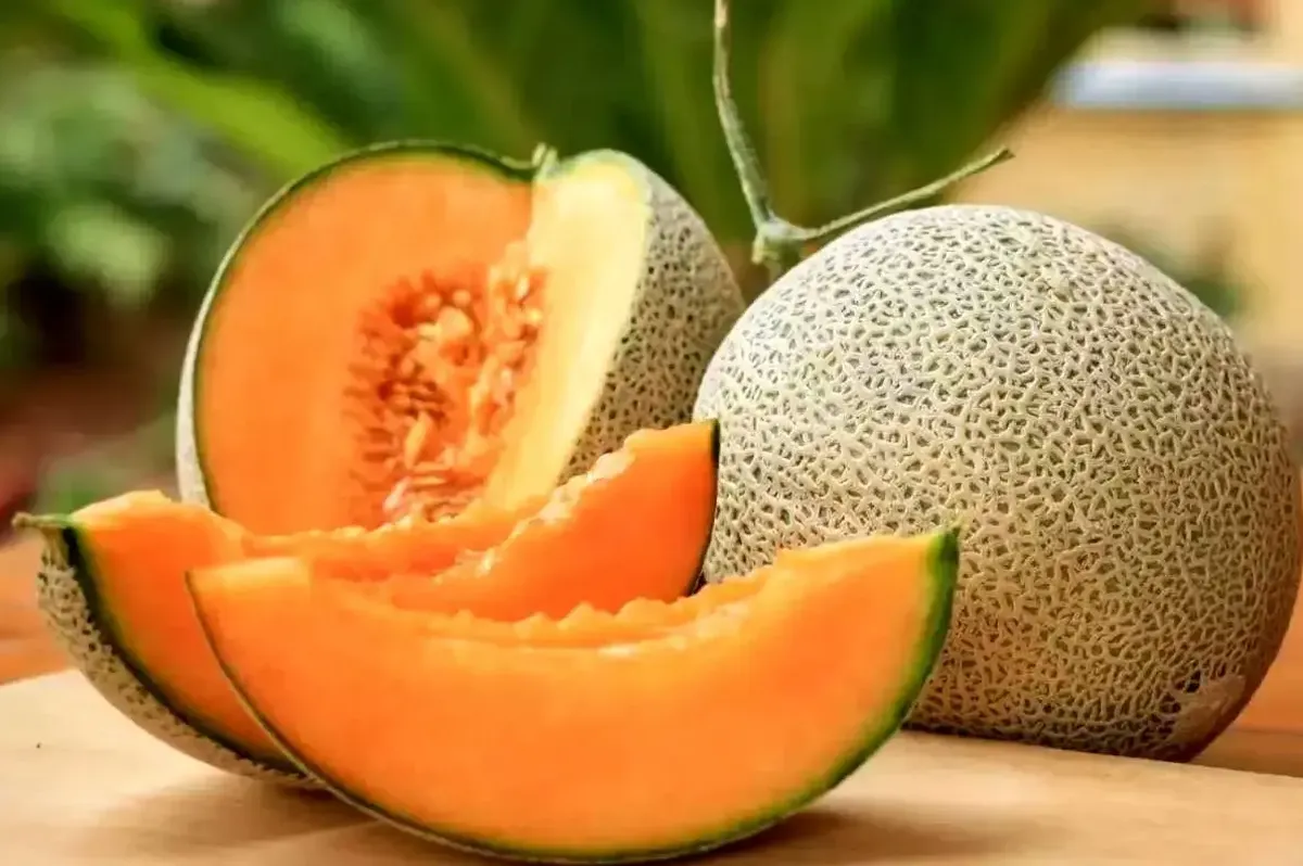 قیمت امروز میوه و تره بار در مشهد (شنبه ۱۲ اردیبهشت ۱۴۰۵) | ملون کیلویی چند؟