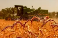 مطالبات گندم‌کاران در اسرع وقت پرداخت می‌شود