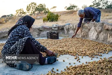 گزارش تصویری | برداشت انجیر در استهبان