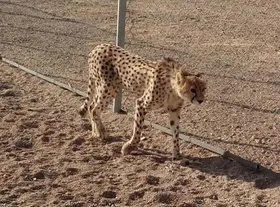 ابتلای &laquo;دلبر&raquo;، ماده&zwnj;یوز پارک توران، به بیماری کلسی&zwnj;ویروس گربه&zwnj;سانان