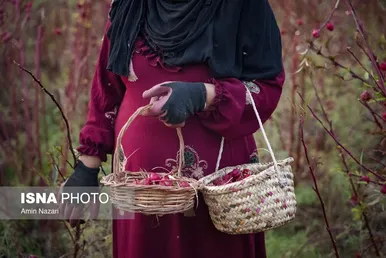 ایران زیباست | برداشت چای ترش