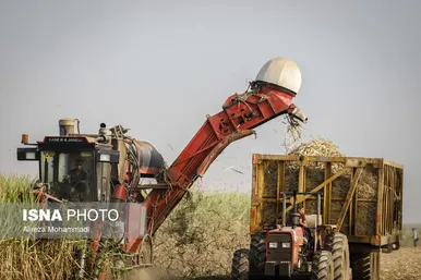 آغاز برداشت محصول نیشکر در خوزستان