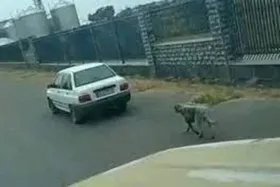 دستگیری عامل حیوان آزاری در بابل