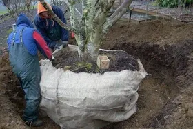 ۲۵۰۰ اصله درخت آماده روت&zwnj;بال در سطح مشهد است