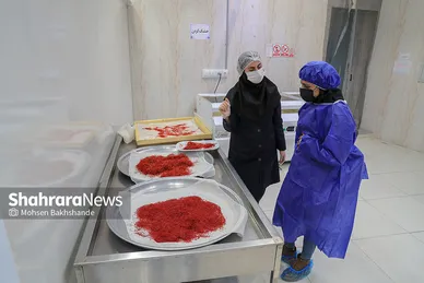 برداشت زعفران از مزارع تربت حیدریه