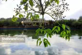 پیش‌بینی هواشناسی کشور، امروز (جمعه، ۷ فروردین ۱۴۰۵) | بارش باران در نواحی شرقی کشور