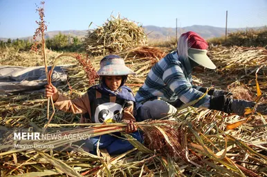 گزارش تصویری | جاروبافی در روستای ملاحسن