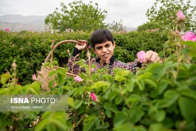 گزارش تصویری | برداشت گل محمدی و تهیه گلاب به یاد دانش‌آموزان شهید میناب - میمند