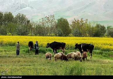 ایران زیباست | کشت کلزا در شهرستان سلسله - لرستان