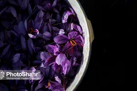 سیر نزولی تولید زعفران خراسان طی سال&zwnj;های گذشته | تخمین برداشت ۱۷۰ تن زعفران از شهرستان&zwnj;های استان