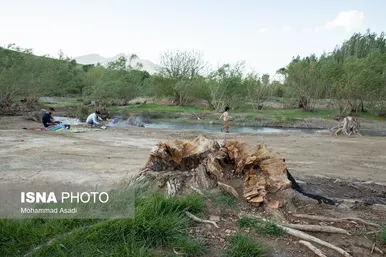 گزارش تصویری | قطع گسترده درختان روستای «اسکان» - شازند