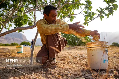 گزارش تصویری | برداشت انجیر در استهبان