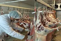 طرح تشدید نظارت دامپزشکی خراسان رضوی با ۱۹۶ بازرس اجرا می‌شود 