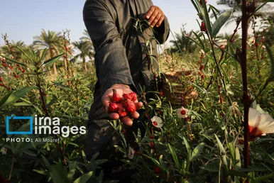 برکت خاک ایران | برداشت چای قرمز در روستای علوه